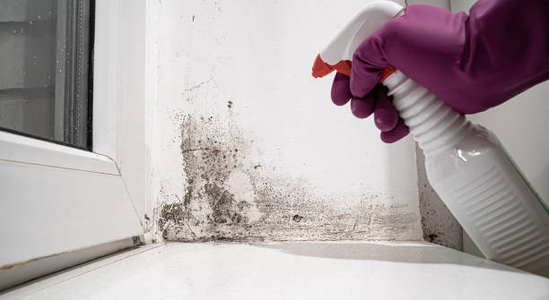 Best Flood damage cleanup  in USA